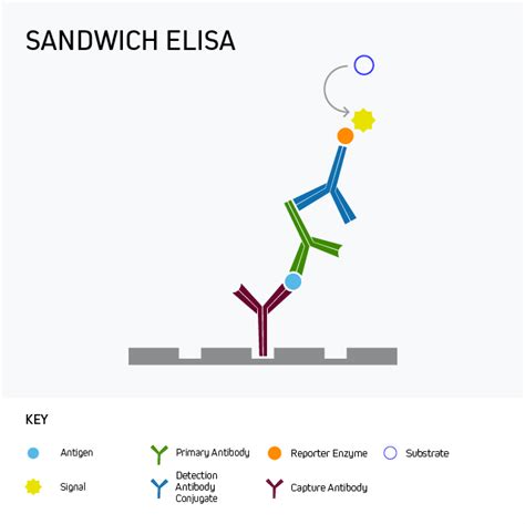 antibody capture elisa teaching kit|elisa capture antibody concentration.